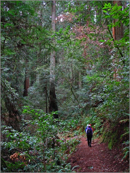 sm 2010.02.11.24  SP Taylor.jpg - Just a few hundred yards into the Pioneer Tree Trail gets you right to the redwoods.